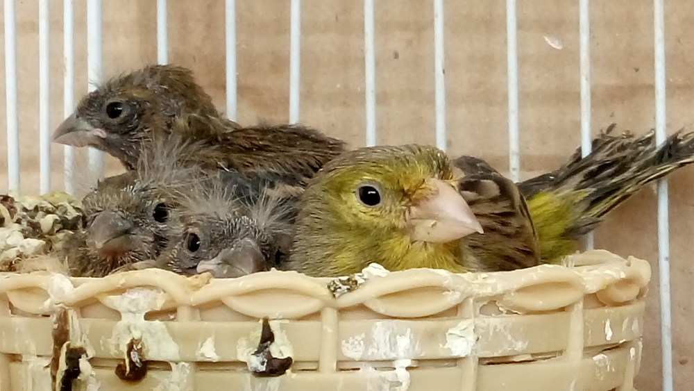 ΕΛΛΑΔΑ-ΦΥΣΗ-ΤΟΠΙΑ